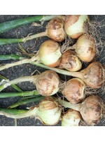 WestCoast Seeds Walla Walla Onion Seeds