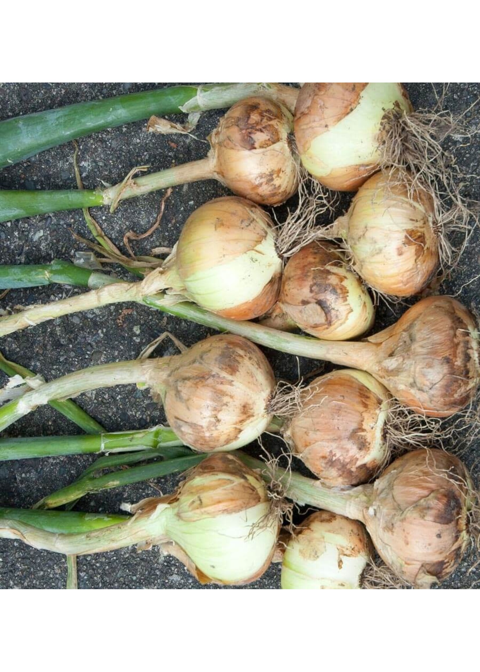 WestCoast Seeds Walla Walla Onion Seeds