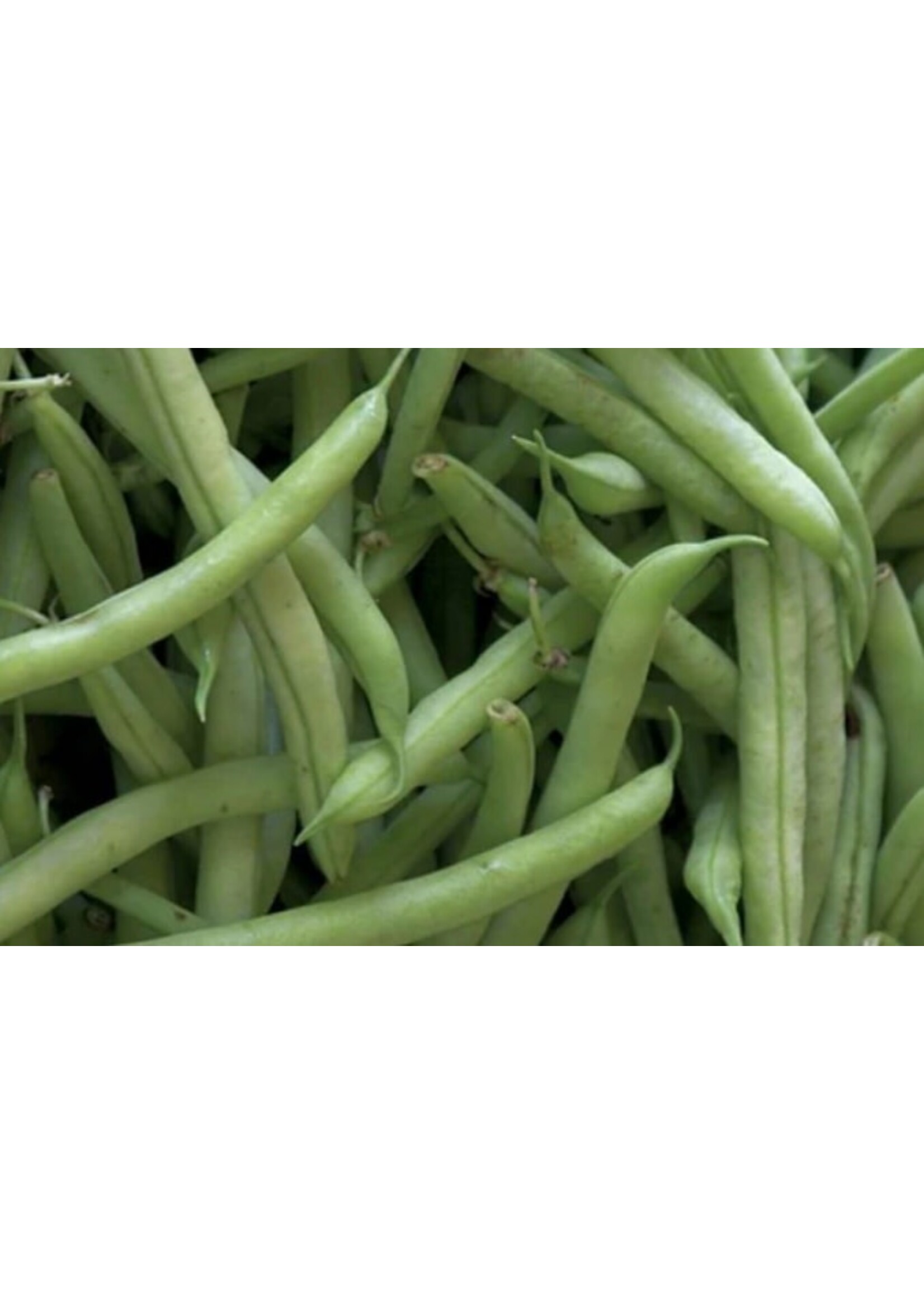 WestCoast Seeds Bean Kentucky Blue