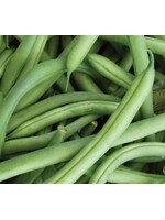 WestCoast Seeds Bean Ferrari