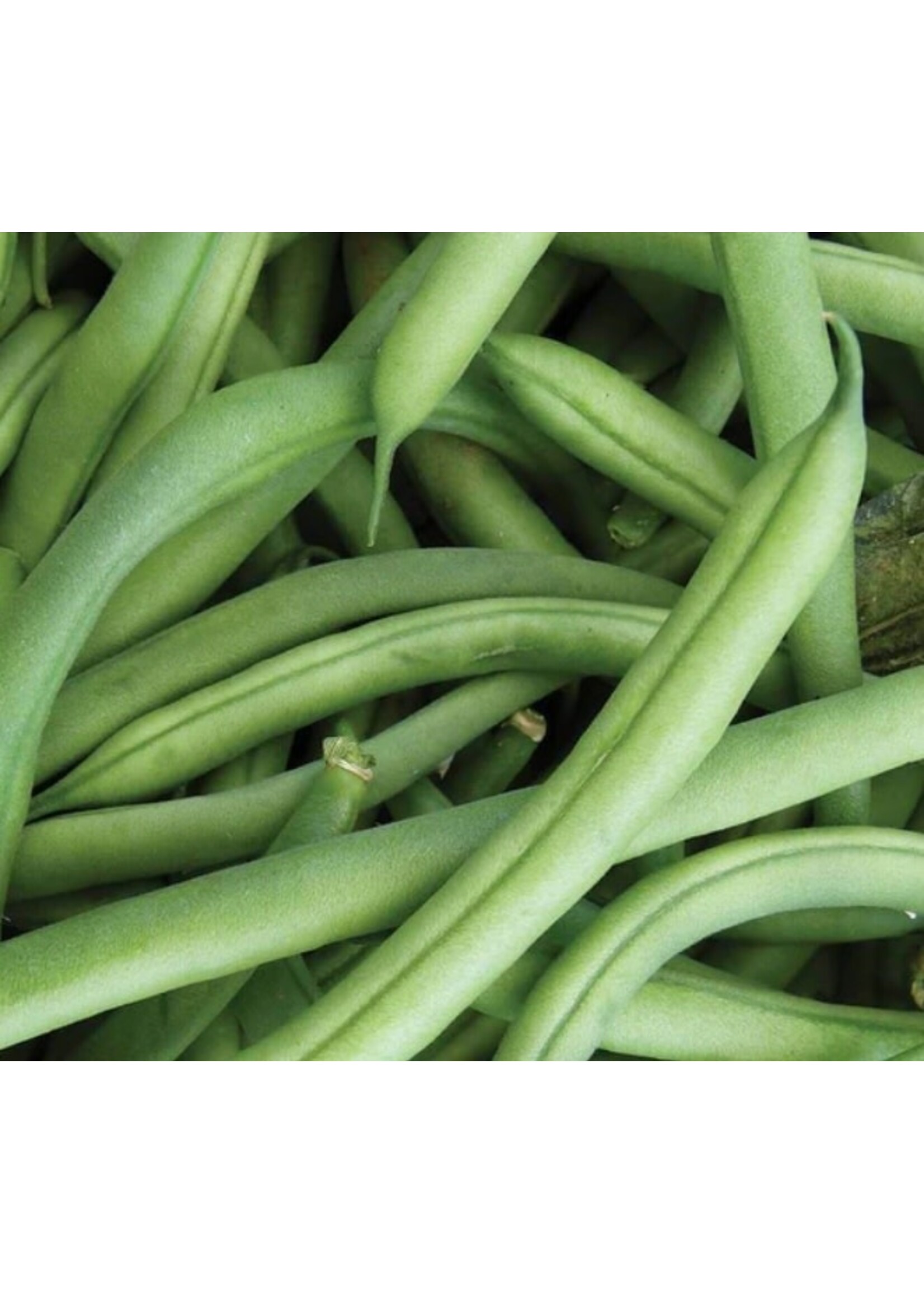 WestCoast Seeds Bean Ferrari