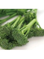 WestCoast Seeds Broccoli Aspabroc F1 Broccolini