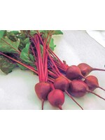 WestCoast Seeds Beet Early Wonder Tall Top