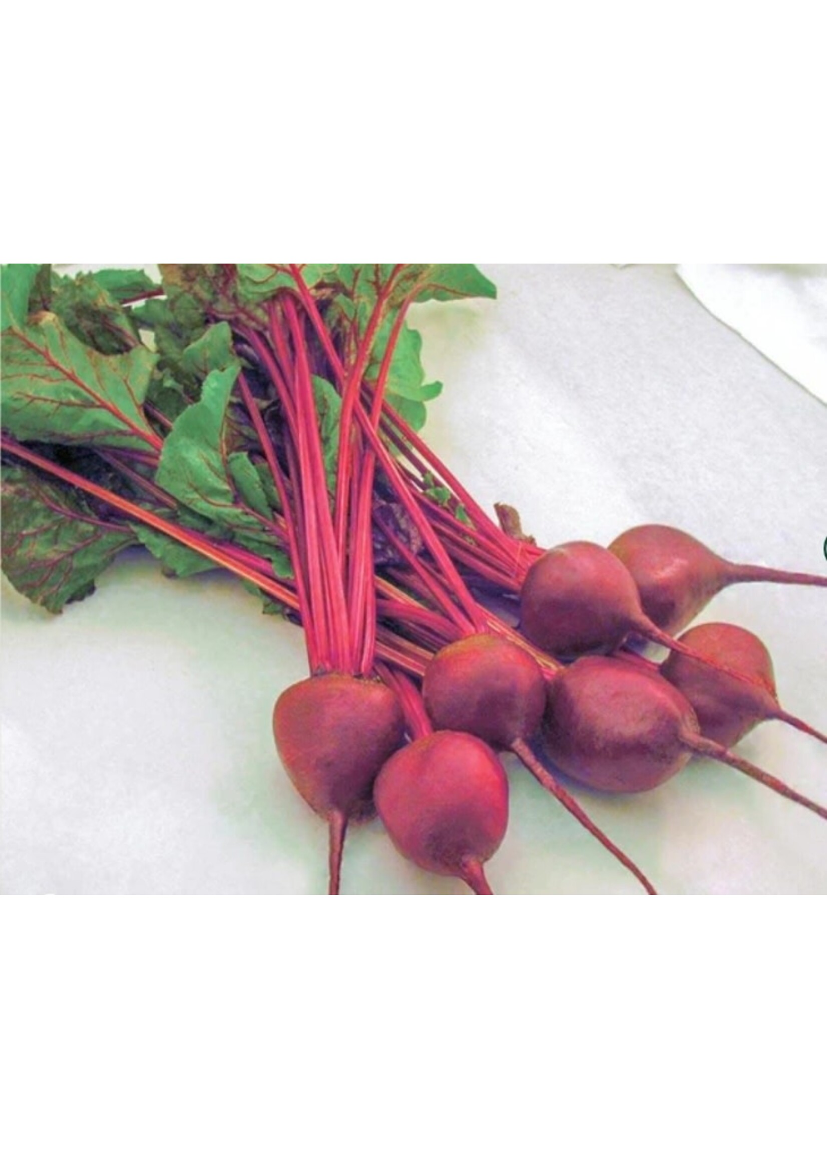 WestCoast Seeds Beet Early Wonder Tall Top