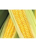 WestCoast Seeds Corn Honey Select F1