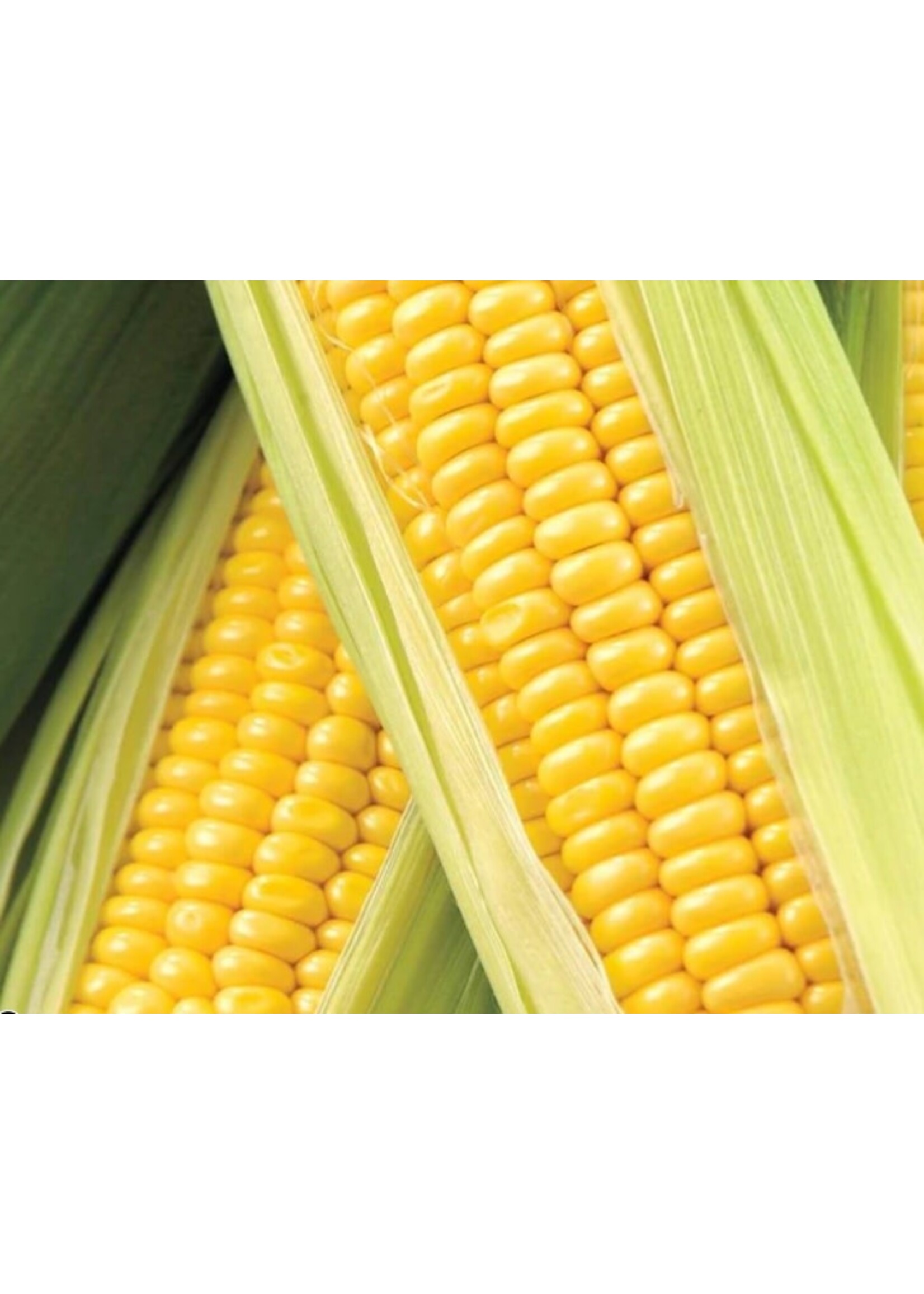 WestCoast Seeds Corn Honey Select F1