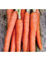 WestCoast Seeds Carrot Nantes Coreless