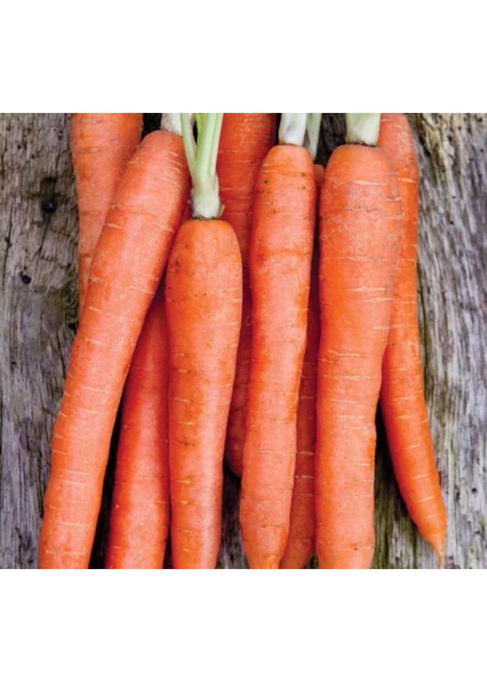 WestCoast Seeds Carrot Nantes Coreless