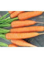 WestCoast Seeds Carrot Scarlet Nantes
