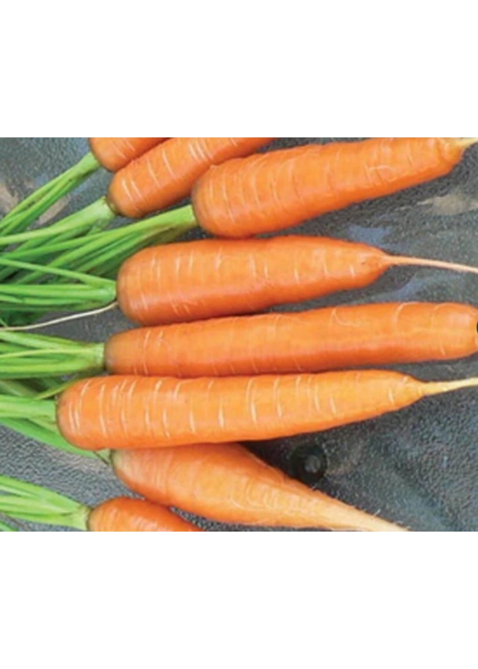 WestCoast Seeds Carrot Scarlet Nantes