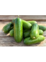 WestCoast Seeds Cucumber Mini-Me F1 Organic