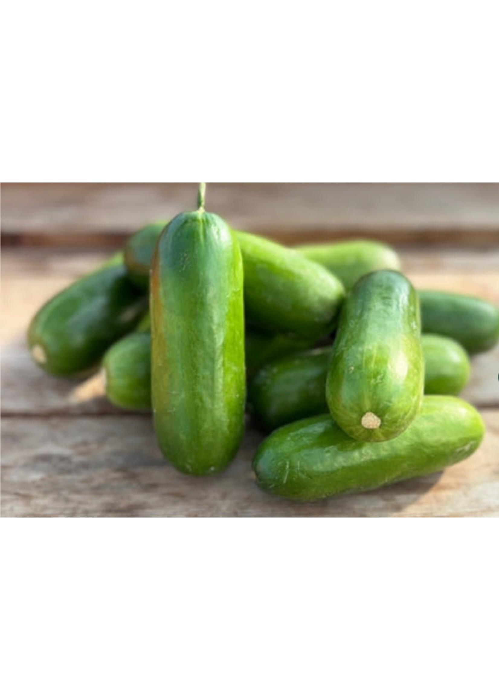 WestCoast Seeds Cucumber Mini-Me F1 Organic