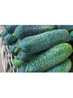 WestCoast Seeds Cucumber Anya F1