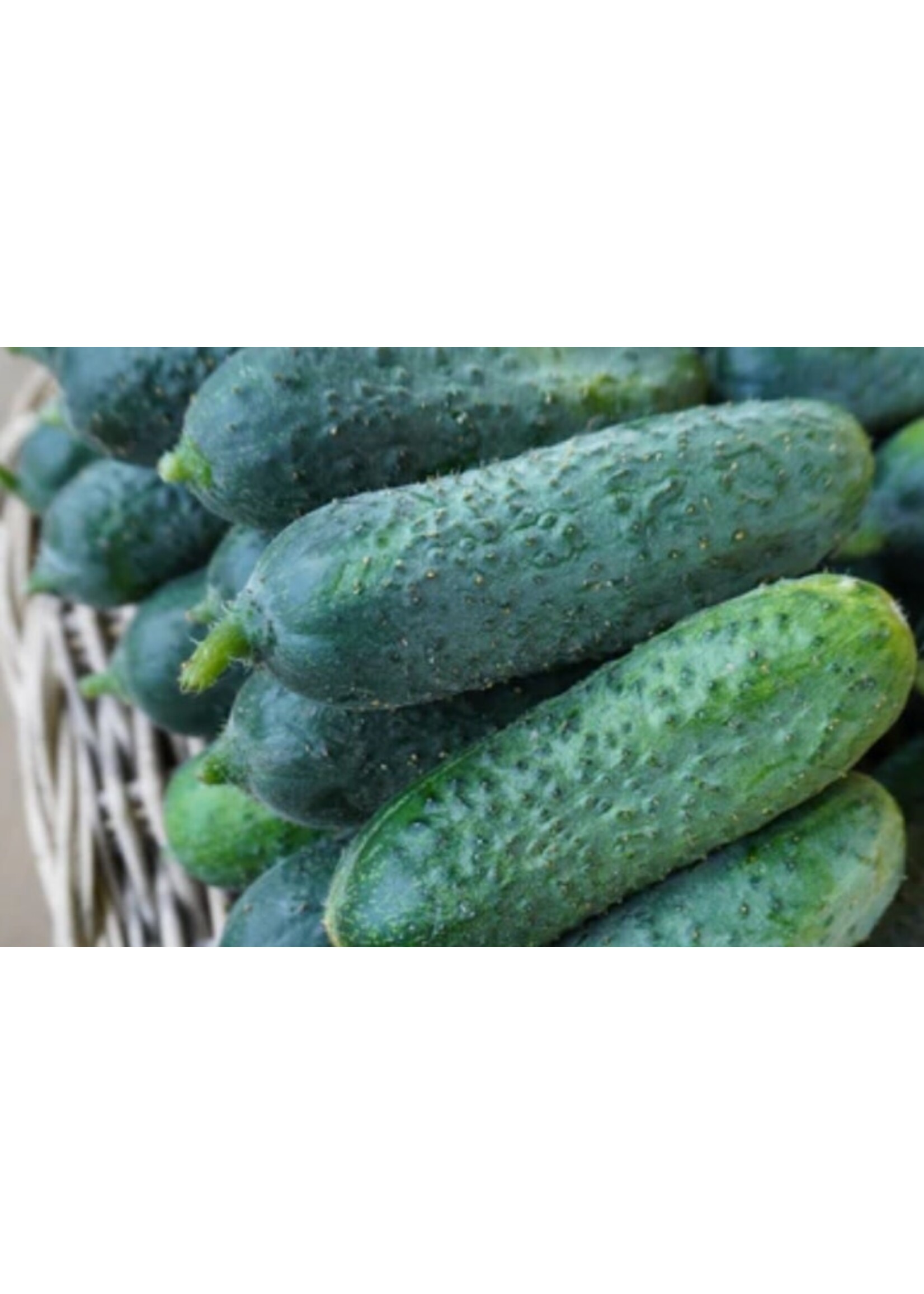 WestCoast Seeds Cucumber Anya F1