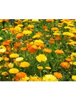 WestCoast Seeds Calendula Pacific Beauty Mix Flowers