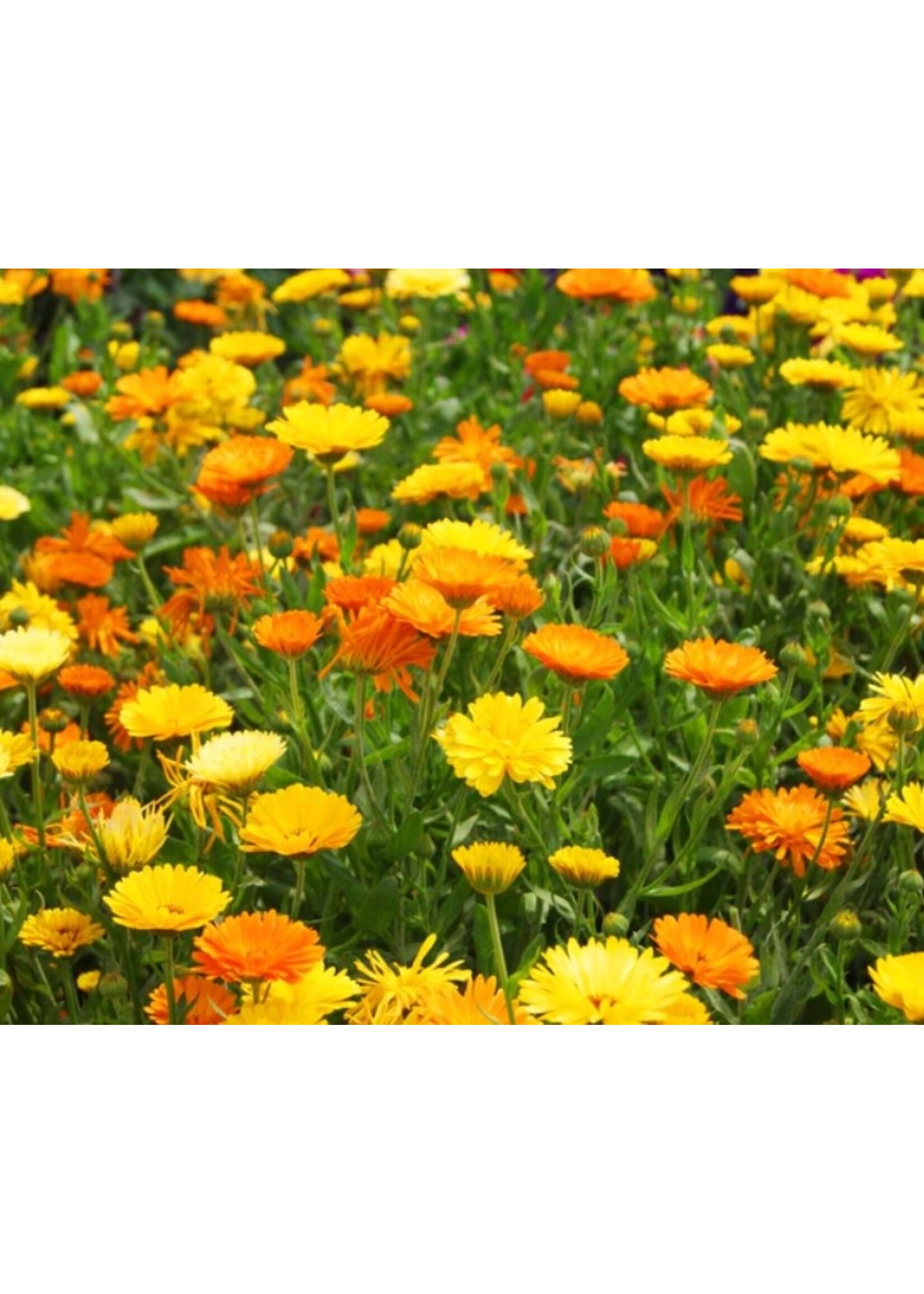 WestCoast Seeds Calendula Pacific Beauty Mix Flowers