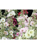 WestCoast Seeds Hollyhock Indian Spring