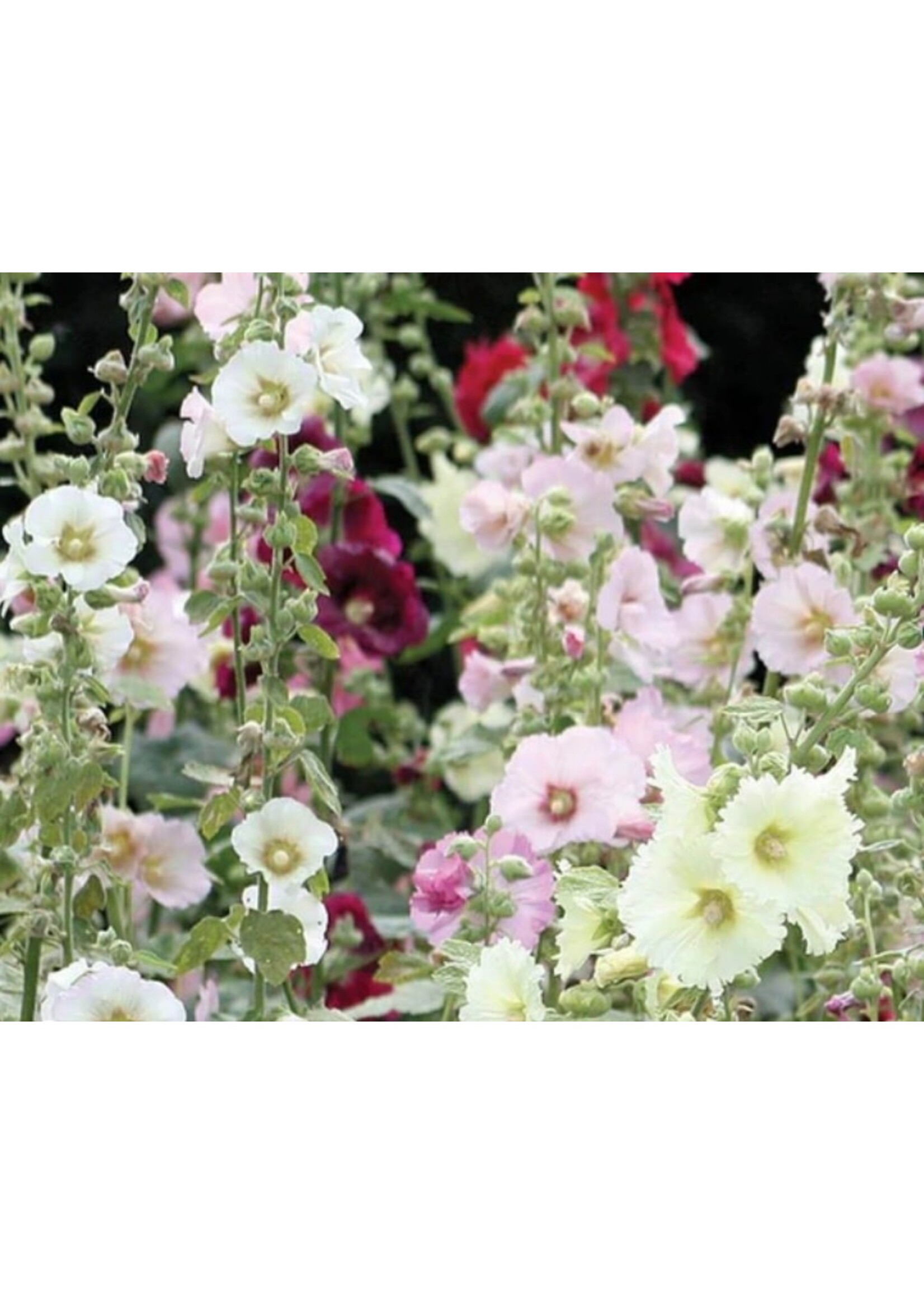 WestCoast Seeds Hollyhock Indian Spring