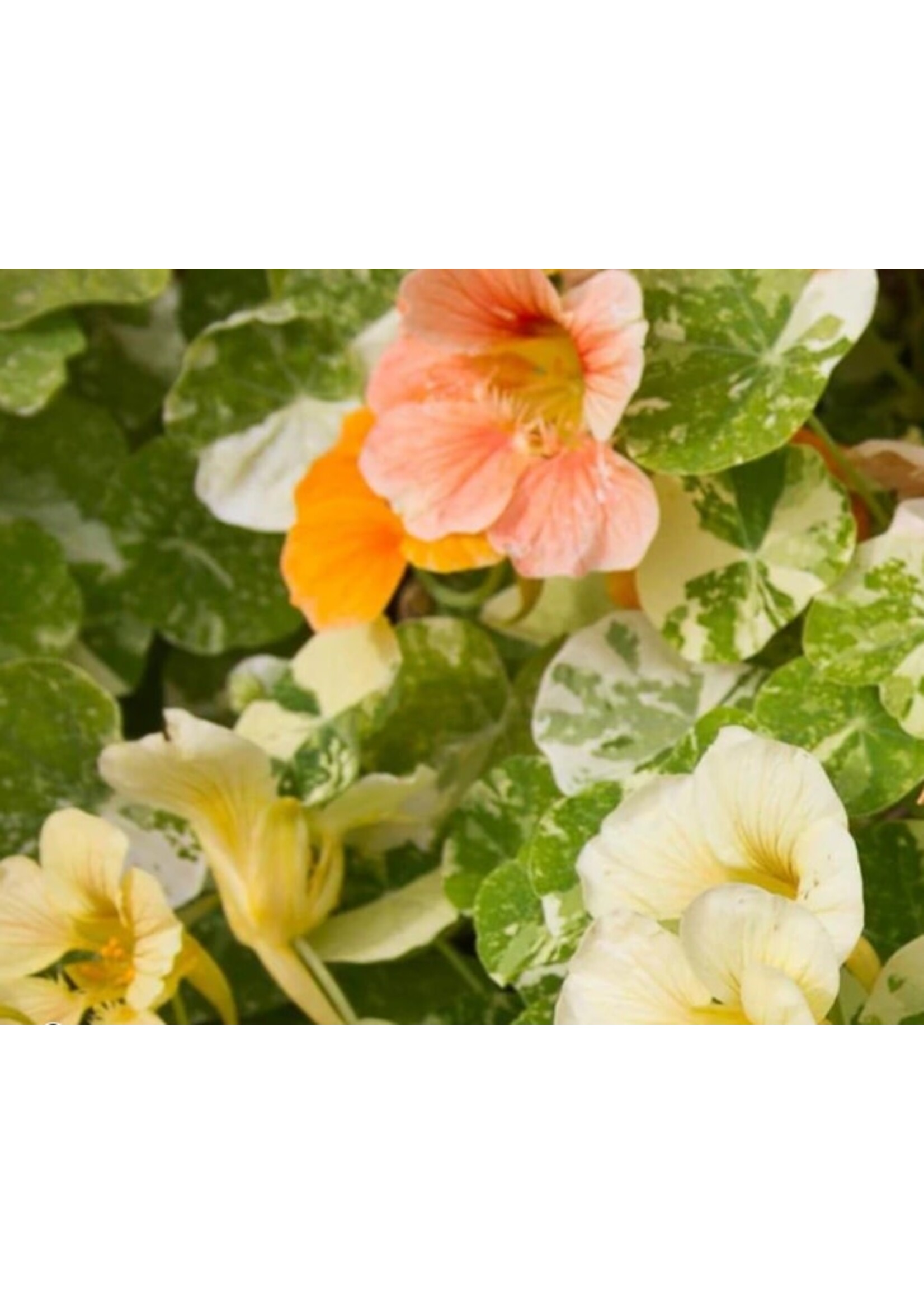 WestCoast Seeds Nasturtium Tip Top Alaska Mix Flowers