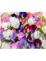 WestCoast Seeds Sweet pea Old Spice Blend