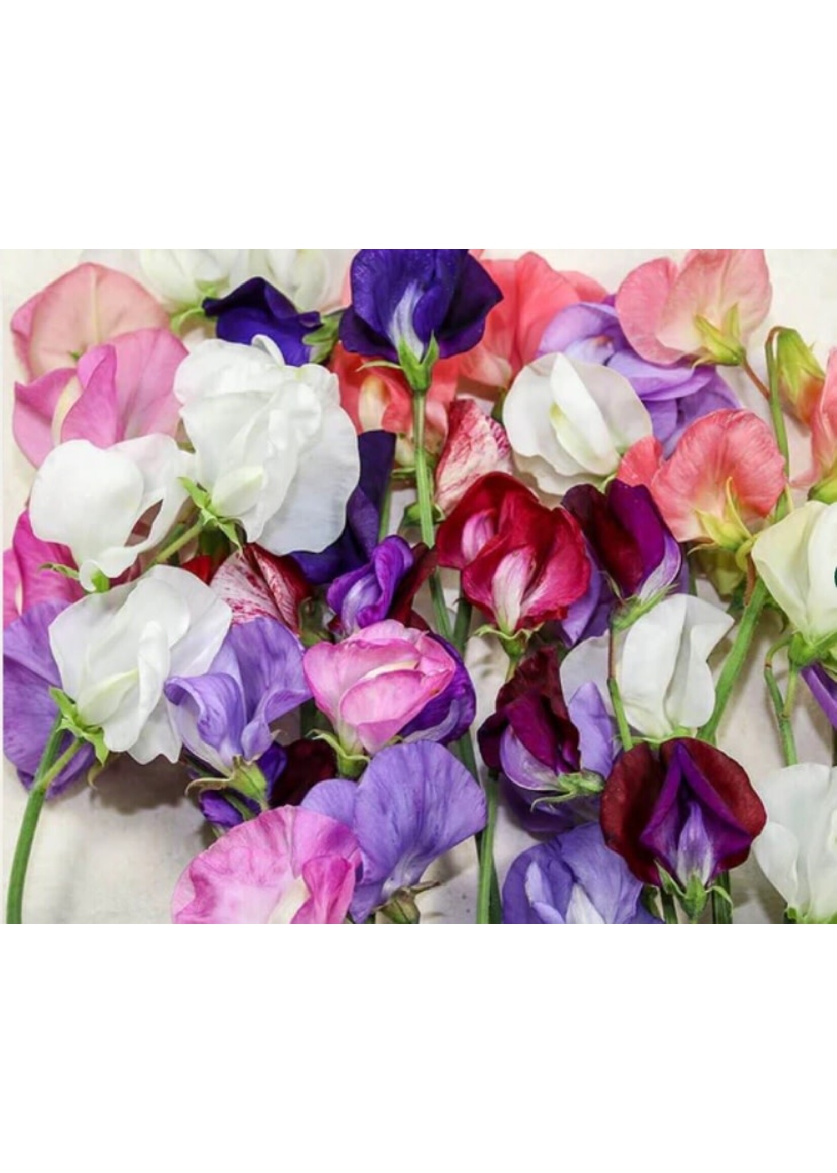 WestCoast Seeds Sweet pea Old Spice Blend