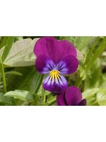 WestCoast Seeds Pansies Johnny Jump Up Flowers