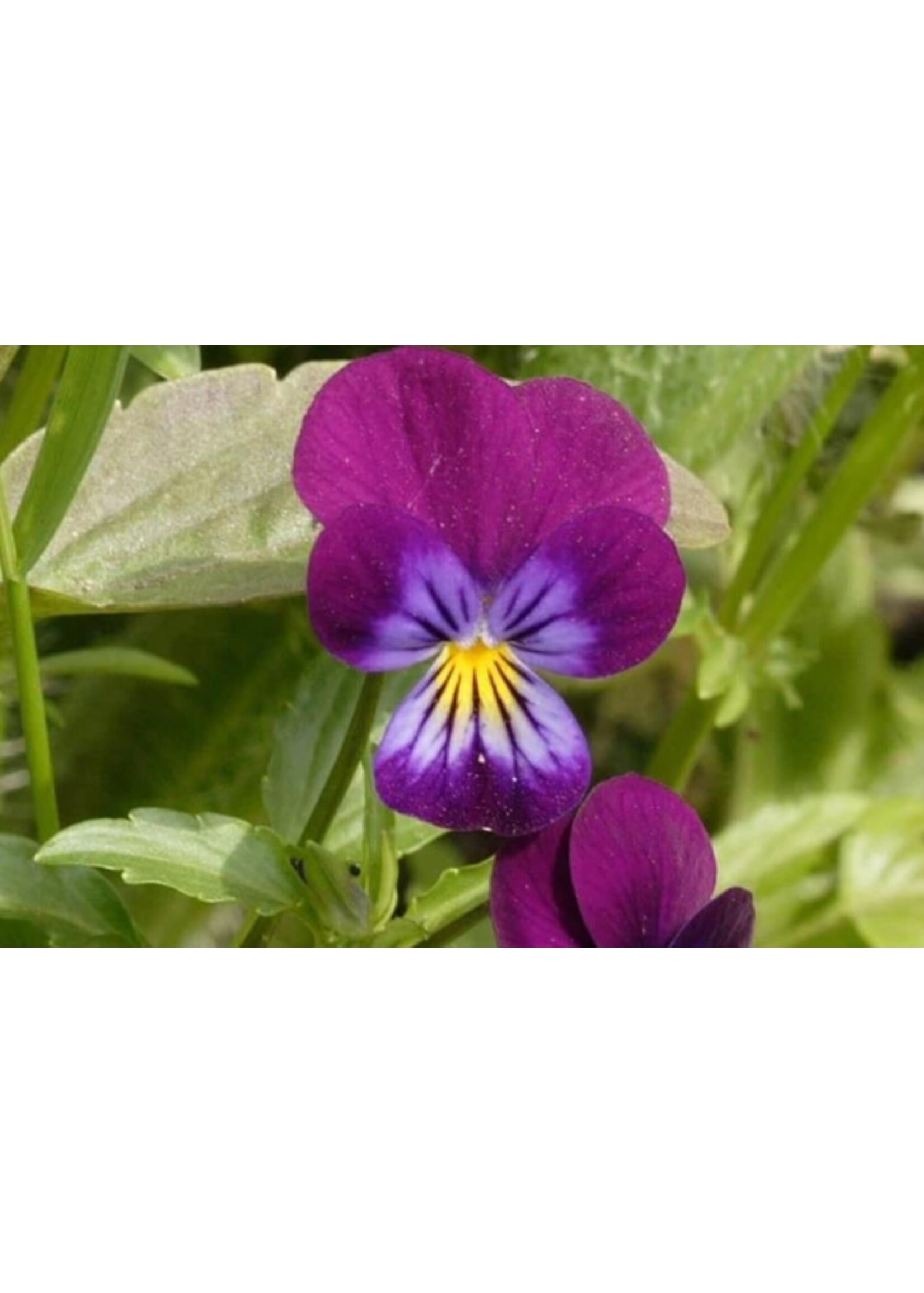 WestCoast Seeds Pansies Johnny Jump Up Flowers