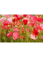 WestCoast Seeds Wildflowers Deer Resistant Blend