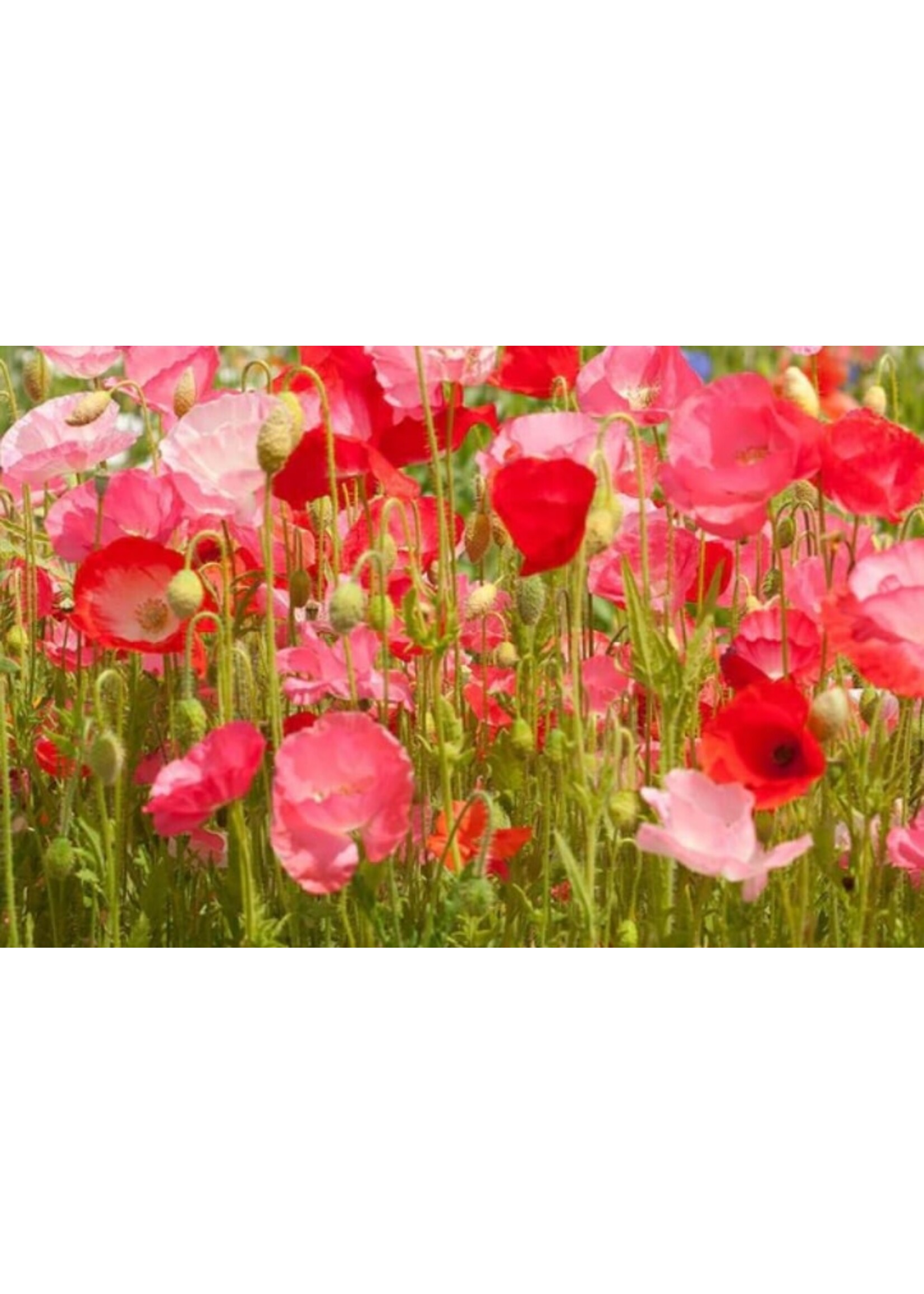 WestCoast Seeds Wildflowers Deer Resistant Blend