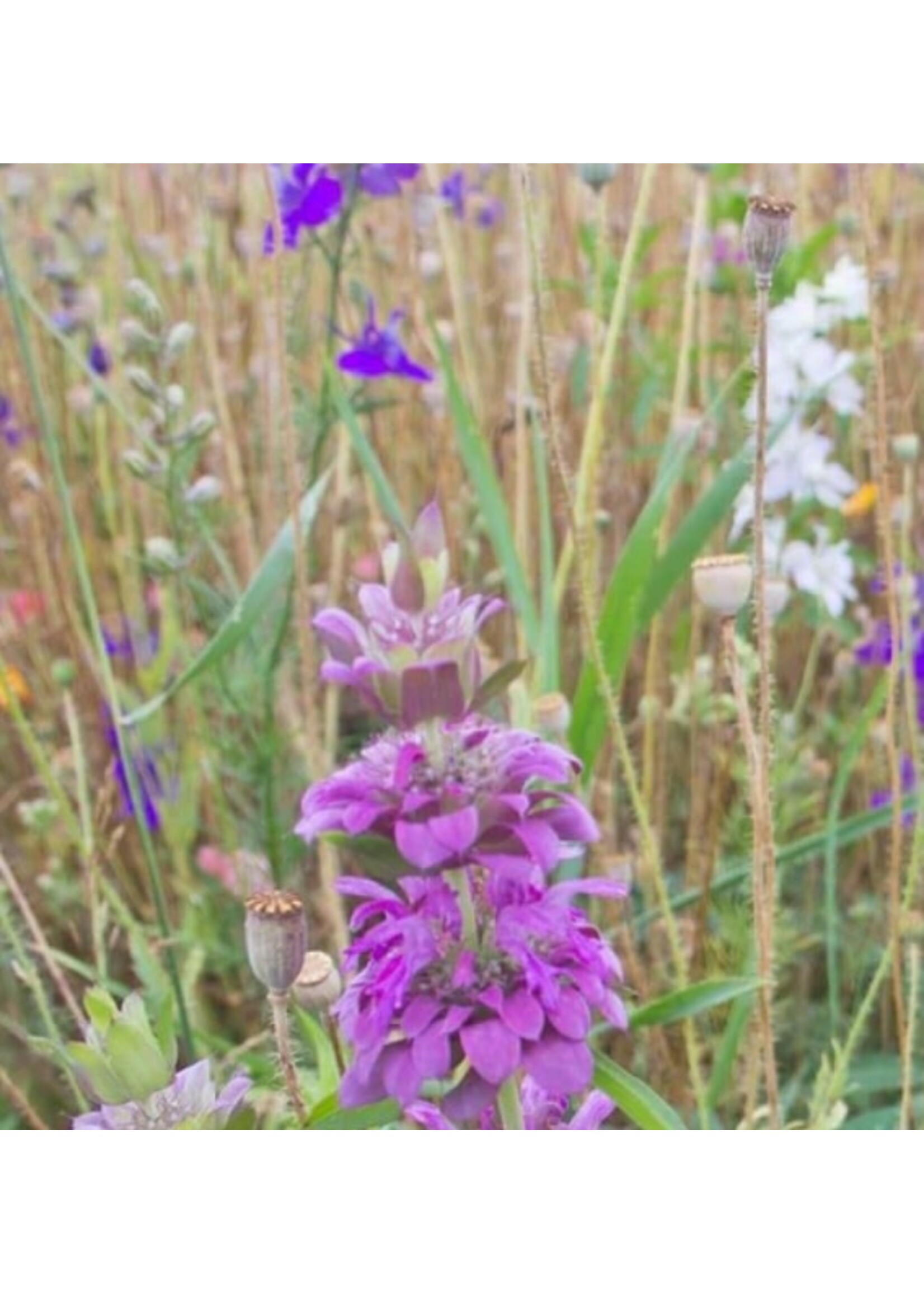 WestCoast Seeds Wildflowers Deer Resistant Blend