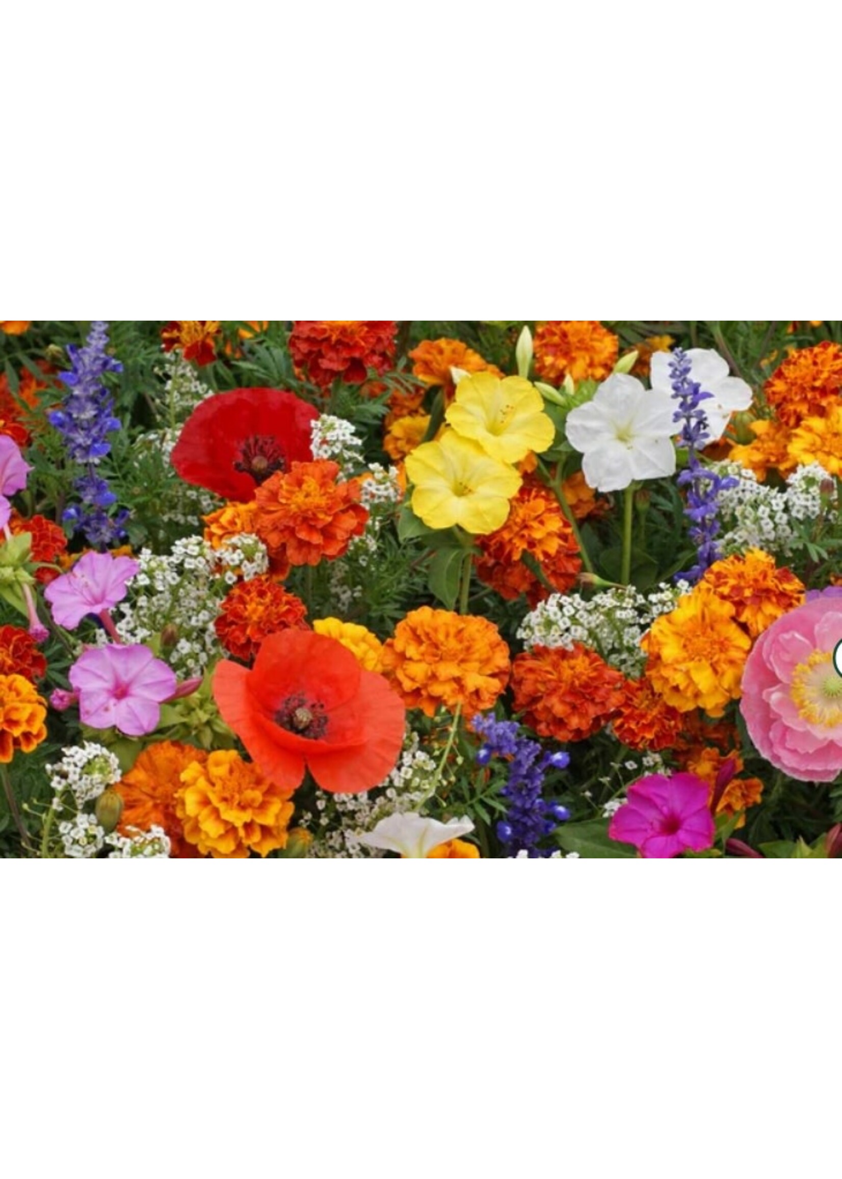 WestCoast Seeds Wildflowers Deer Resistant Blend