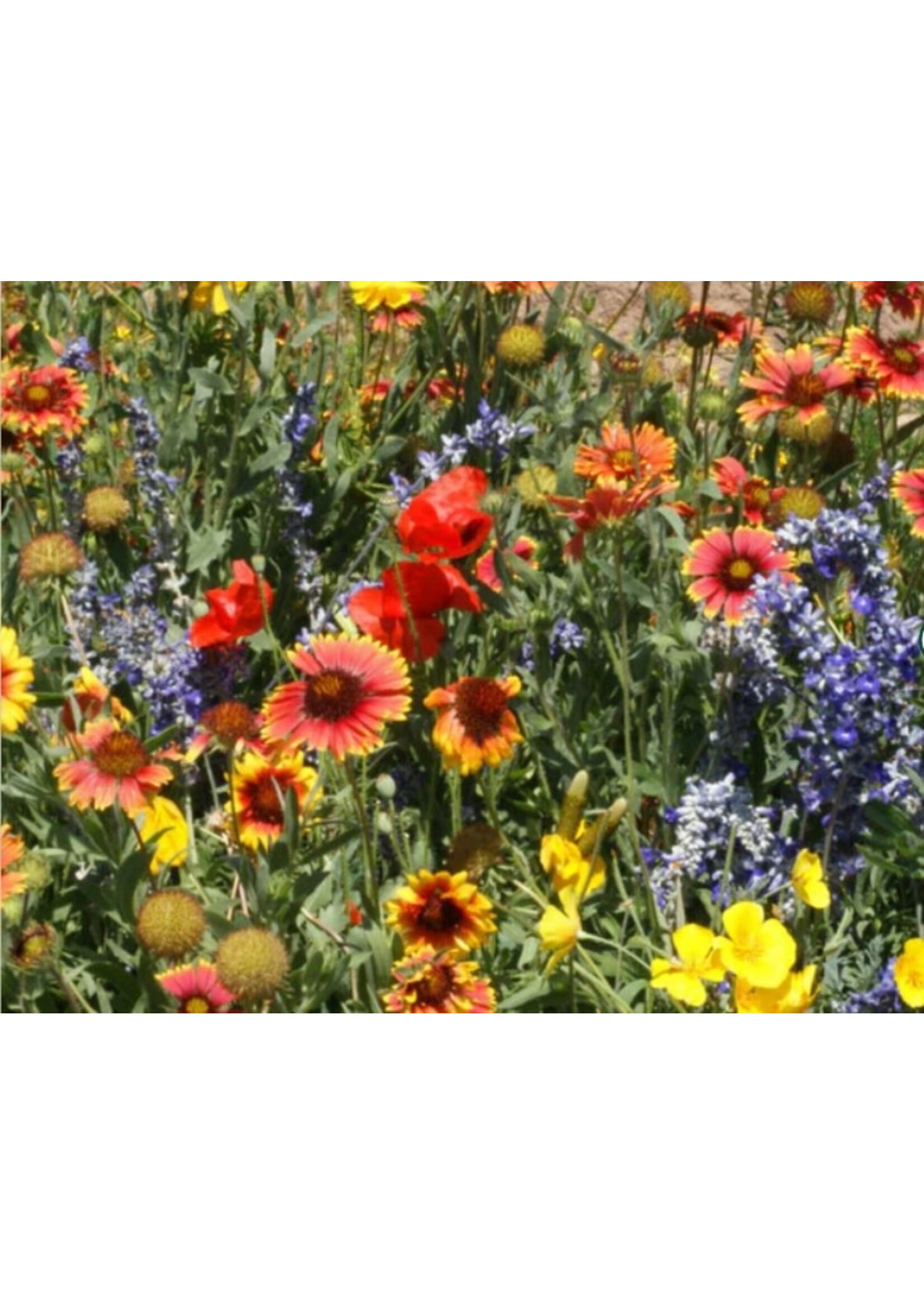 WestCoast Seeds Wild Flower Waterwise Blend