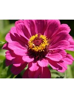 WestCoast Seeds Zinnia California Giants Mix