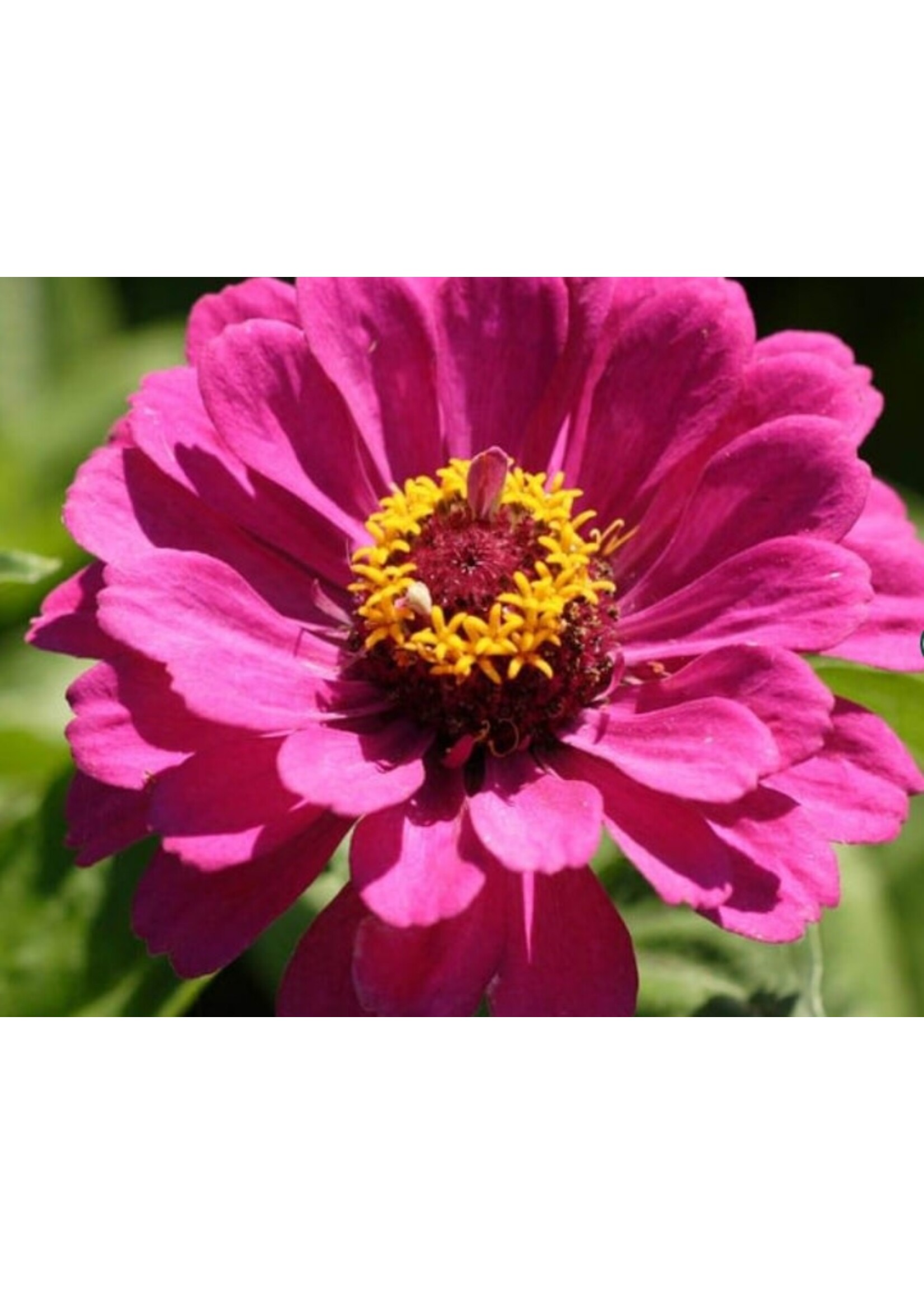 WestCoast Seeds Zinnia California Giants Mix