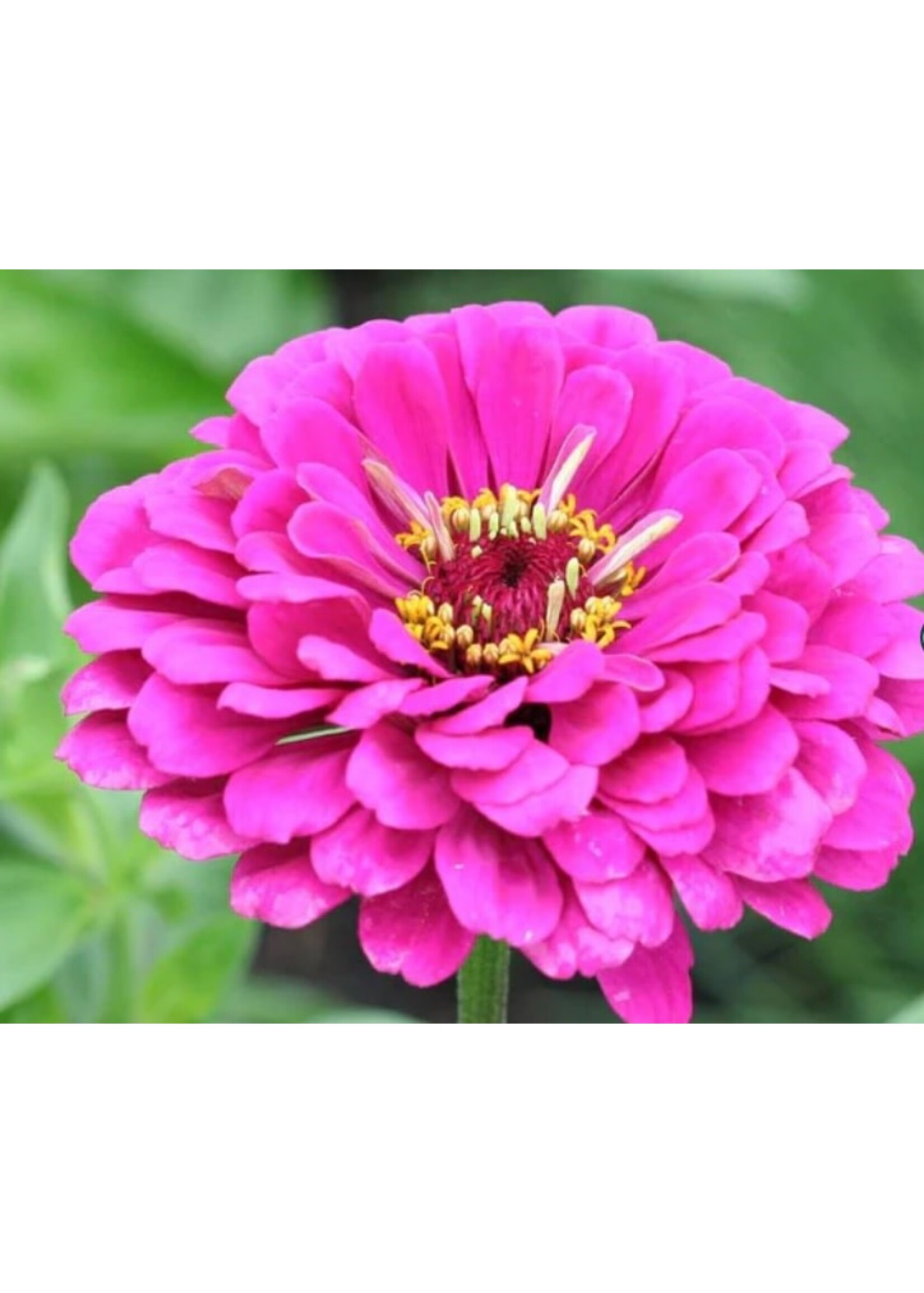 WestCoast Seeds Zinnia California Giants Mix