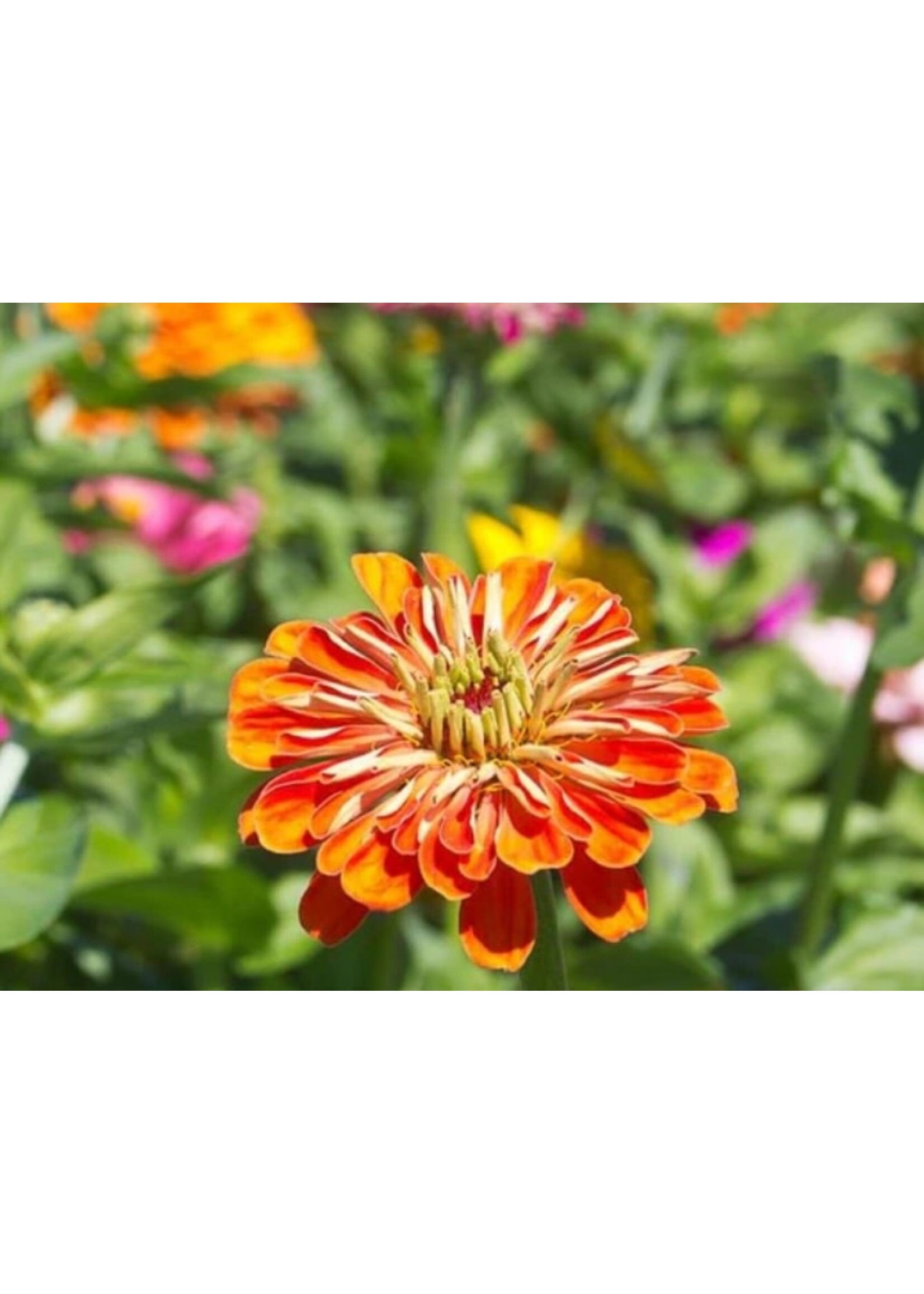 WestCoast Seeds Zinnia California Giants Mix
