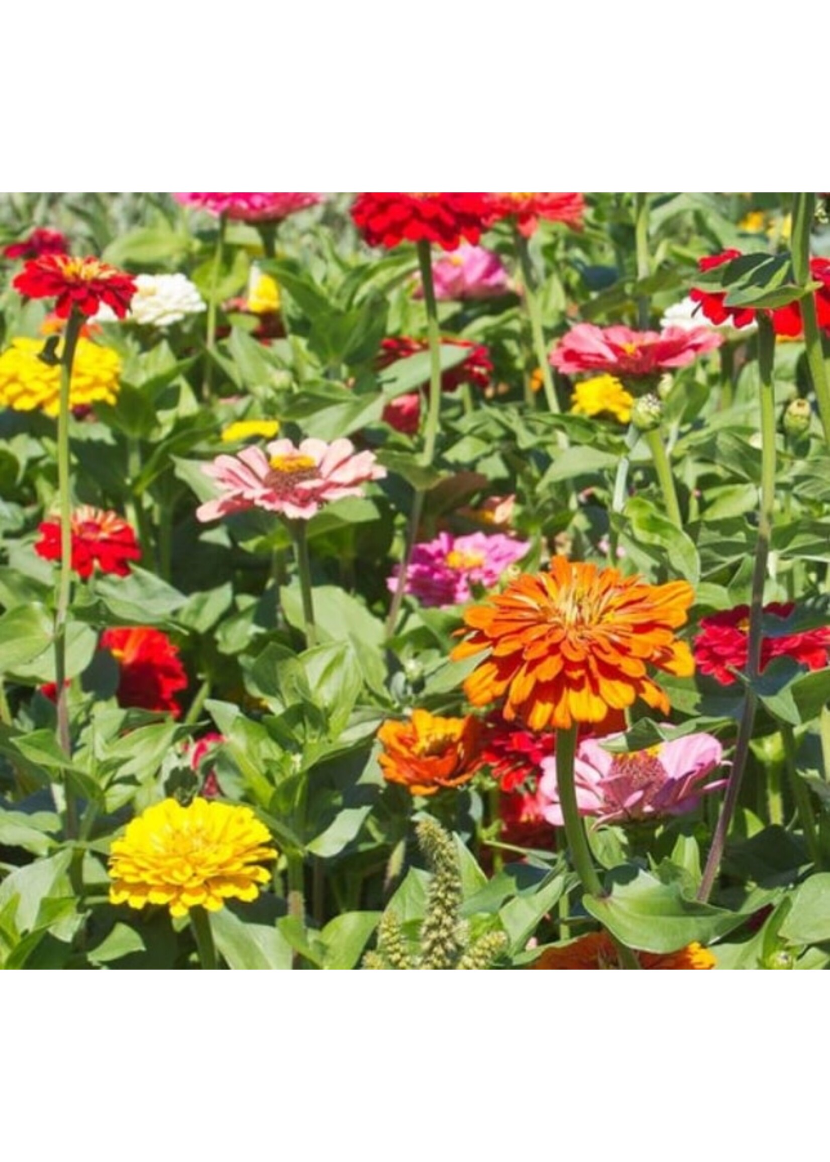 WestCoast Seeds Zinnia California Giants Mix