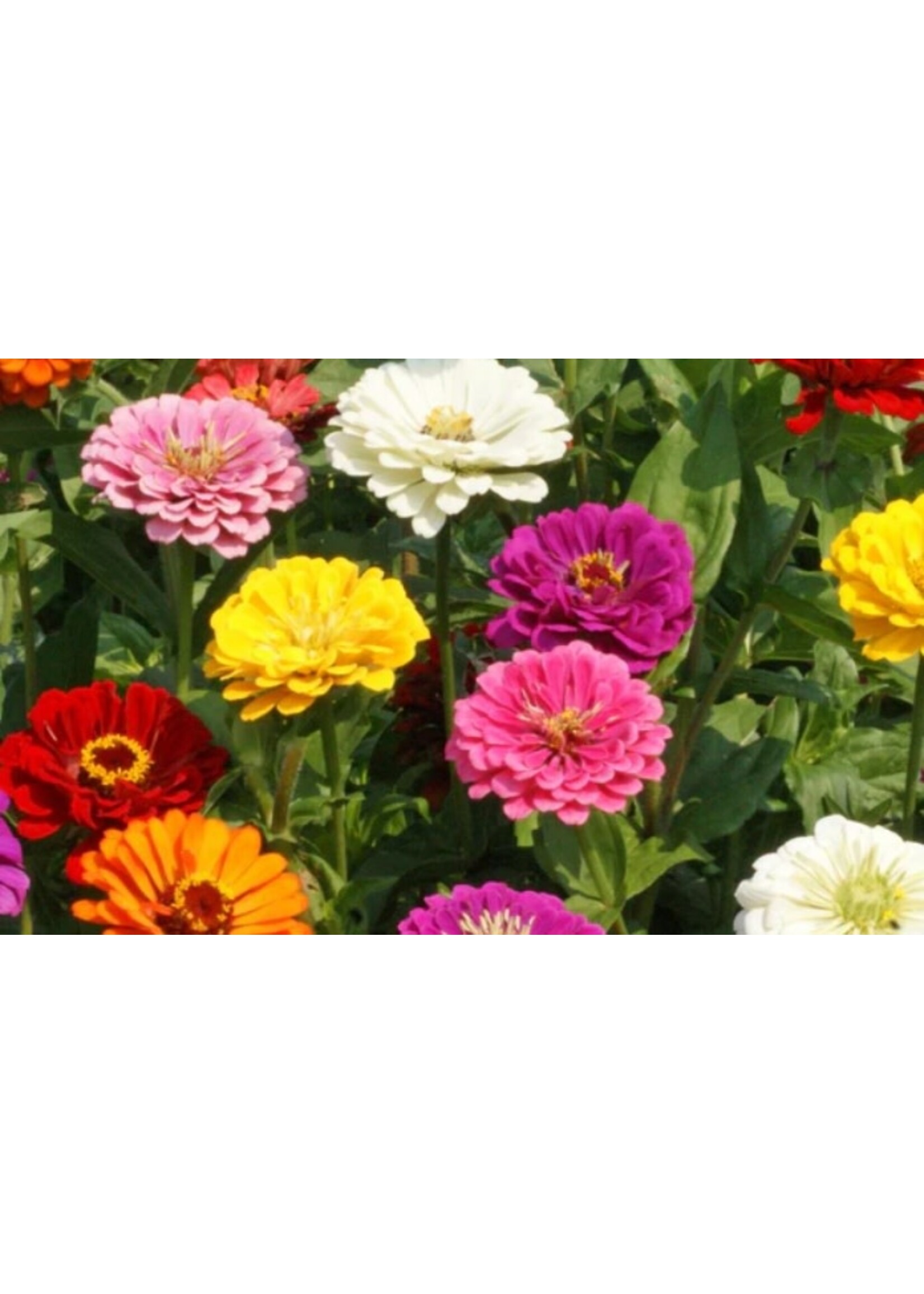 WestCoast Seeds Zinnia California Giants Mix