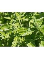WestCoast Seeds Basil Genovese