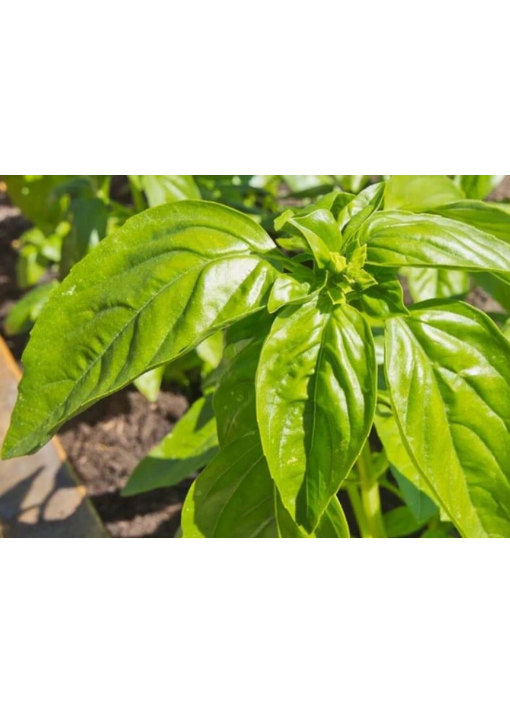 WestCoast Seeds Basil Genovese
