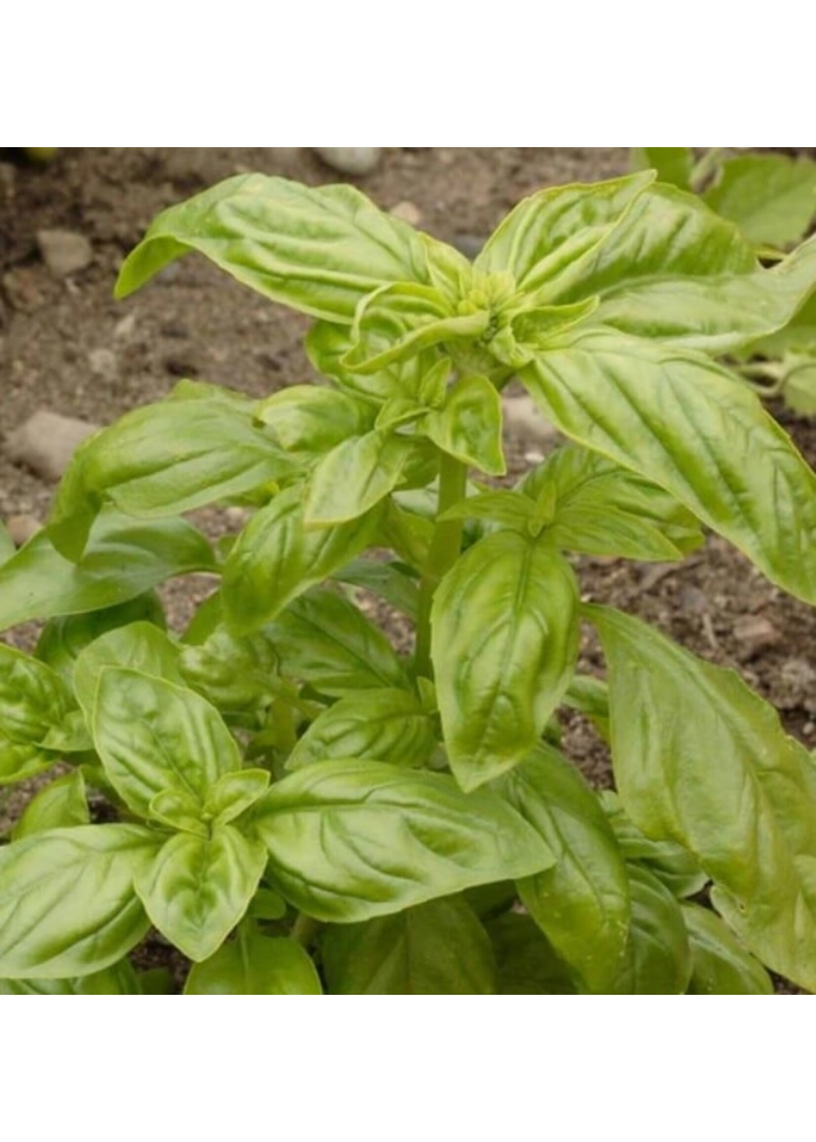 WestCoast Seeds Basil Genovese