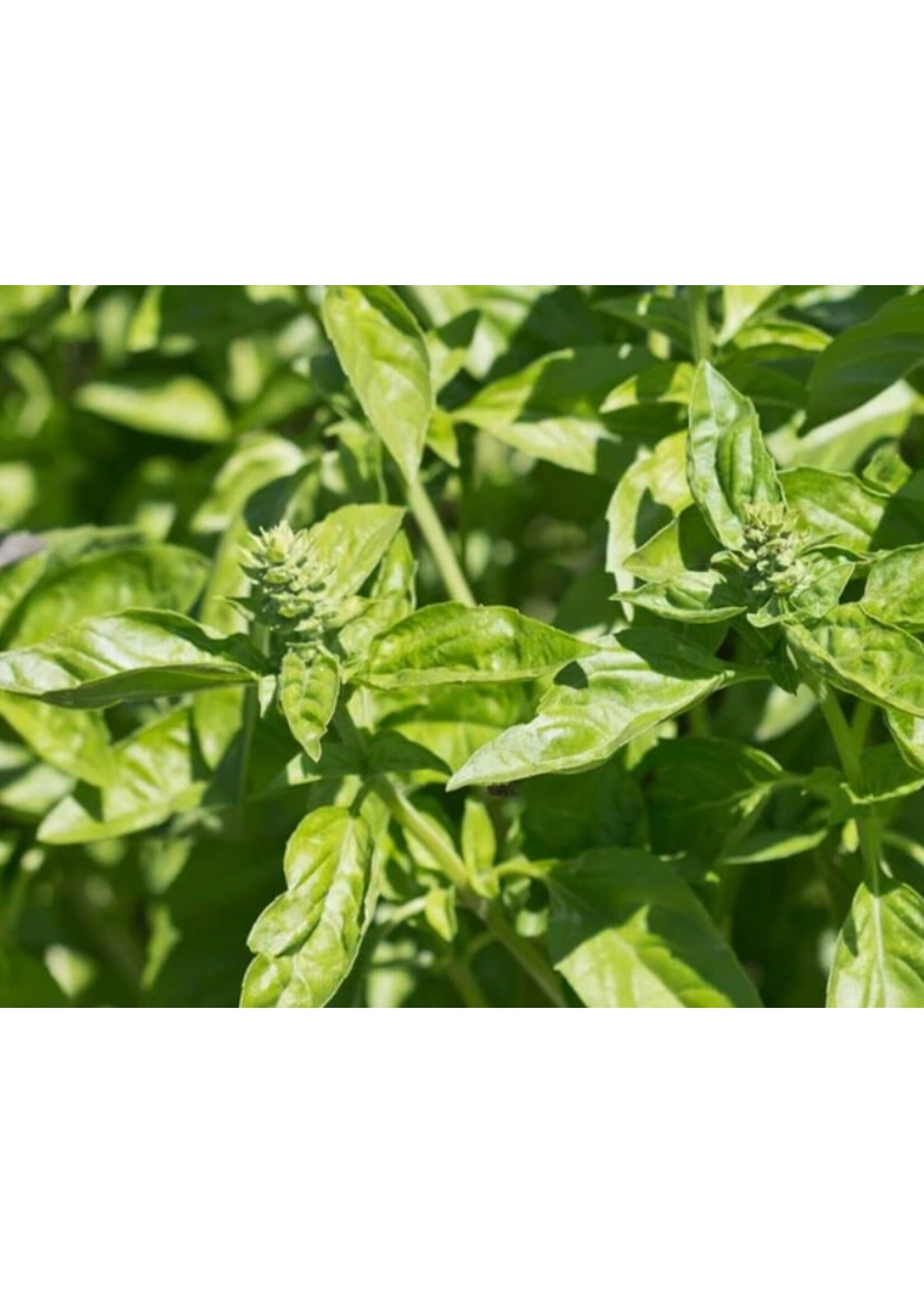 WestCoast Seeds Basil Genovese