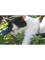 WestCoast Seeds Catnip