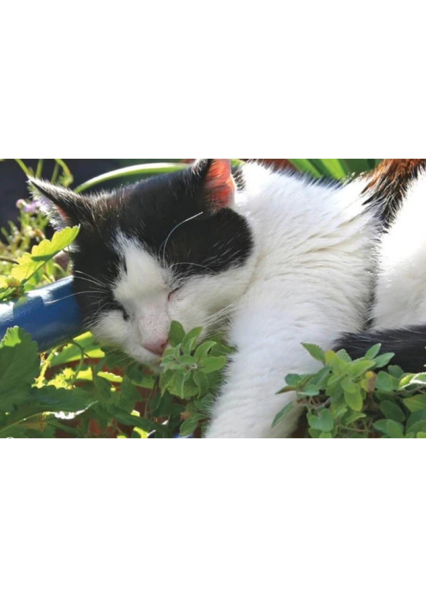 WestCoast Seeds Catnip