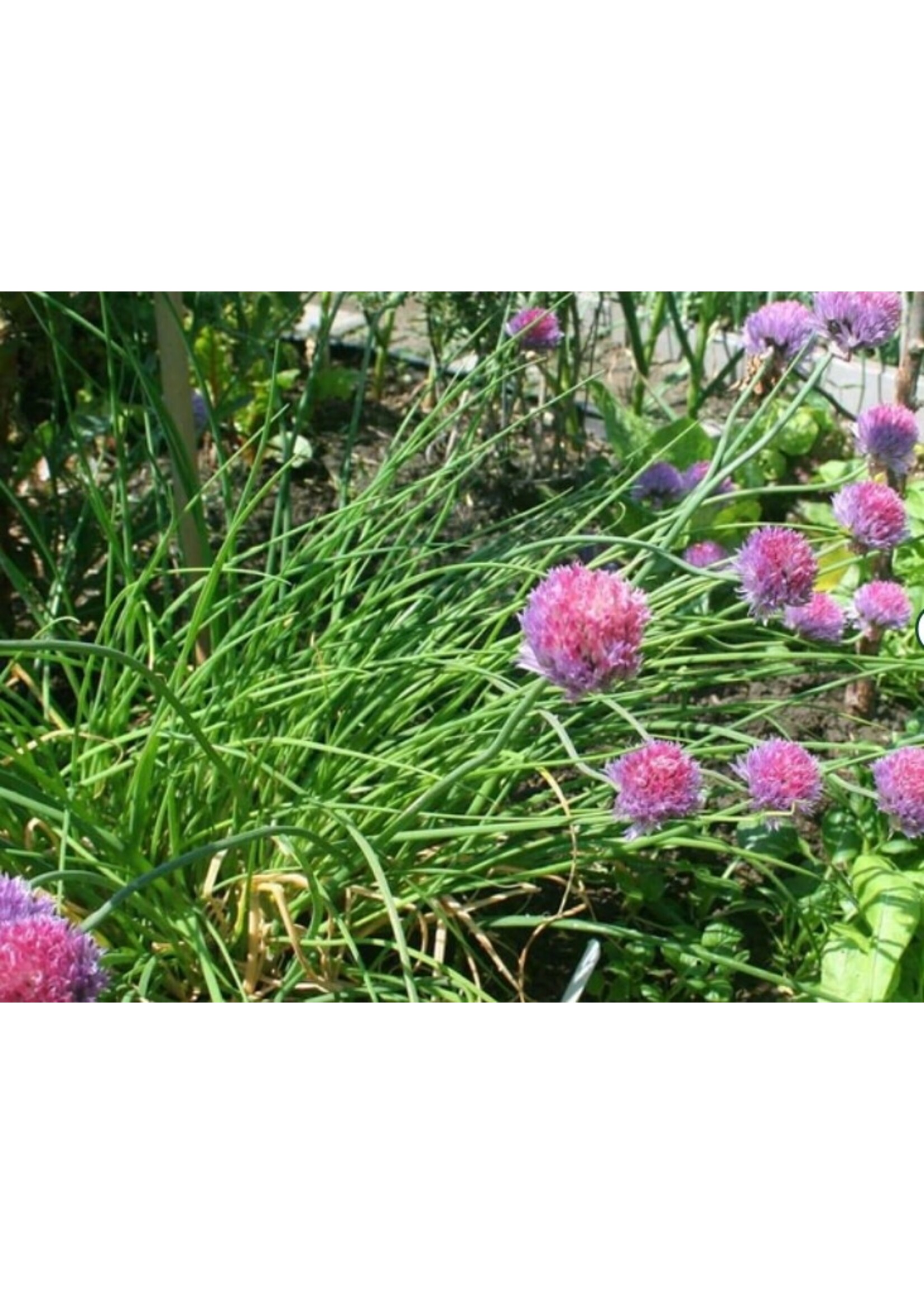 WestCoast Seeds Chives