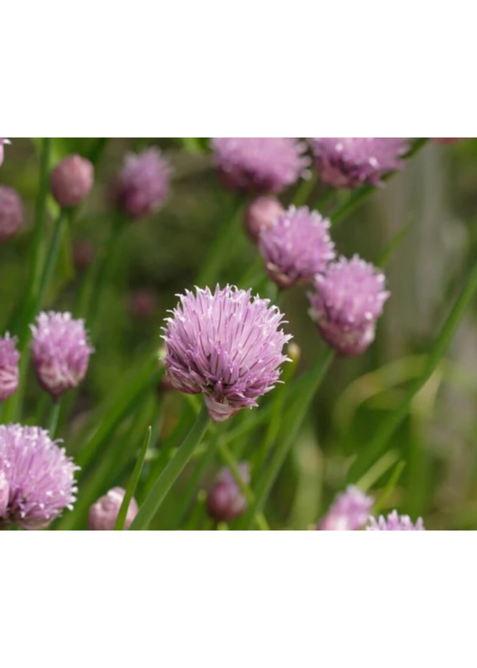 WestCoast Seeds Chives
