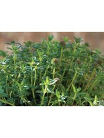 WestCoast Seeds Summer Savory