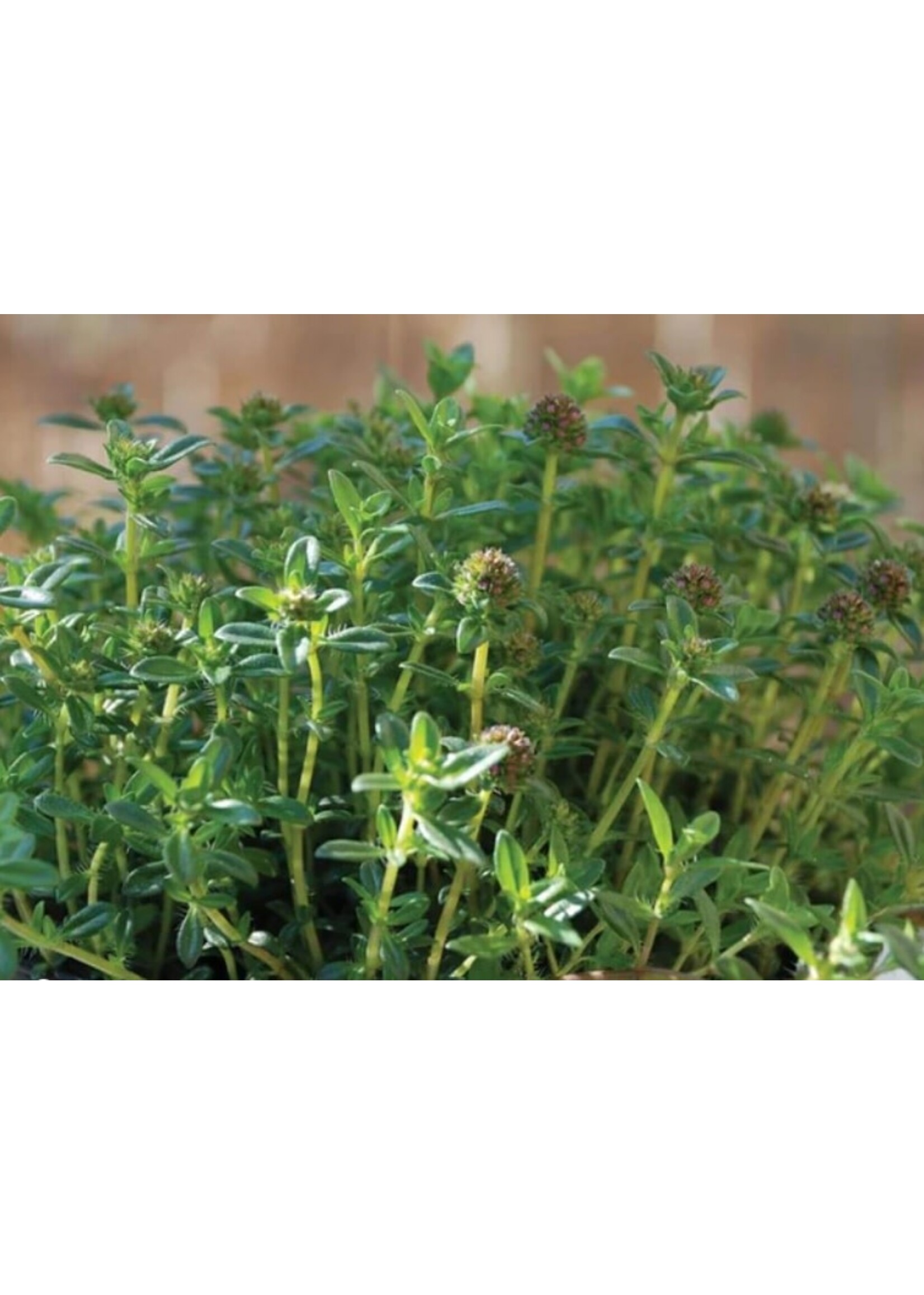 WestCoast Seeds Summer Savory