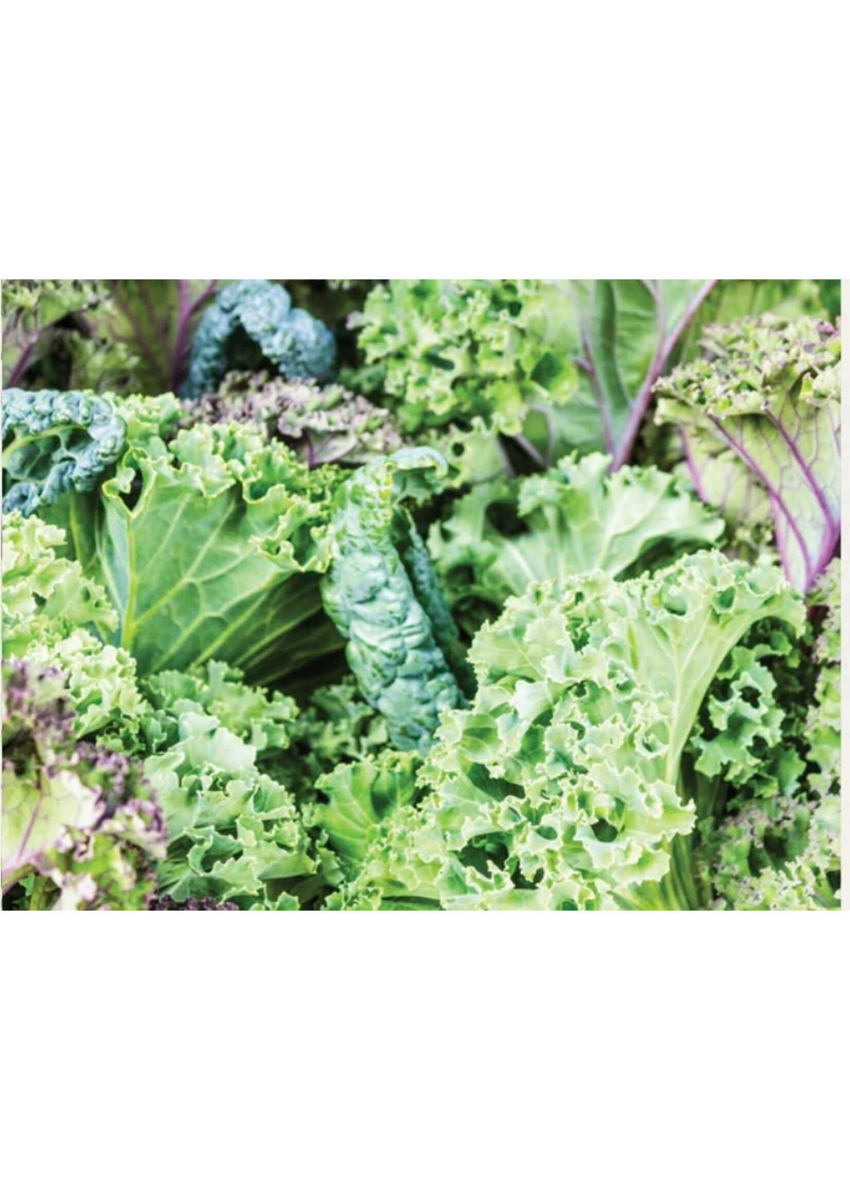 WestCoast Seeds Summer Kale Blend