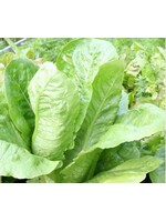 WestCoast Seeds Parris Island Cos Romaine Lettuce